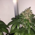 Bud Babe: SOG Killing