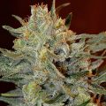 Bud Babe: Amnesia Lemon Kush