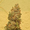 Alain Bollen - Het gedrocht van de Belgische wet inzake cannabis