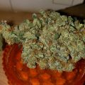 Bud Babe: Florida OG