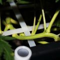 VOC: Toekomst Cannabis Social Clubs