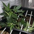 Vette trailer! Snoop & Wiz <i>on the high road</i>