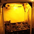 6 x waarom cannabis helpt bij migraine!