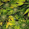 De beste anti-War on Drugs speech ooit