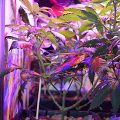 Alain Bollen - Het gedrocht van de Belgische wet inzake cannabis