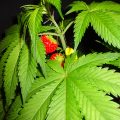 Aardbeien bananenwiet op lichtsnelheid