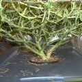 7 fouten om niet te maken bij plantentraining