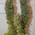 Grootste cannabis & kankeronderzoek ooit