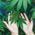 Waarom je wiet biologisch zou moeten kweken