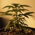 Vette trailer! Snoop & Wiz <i>on the high road</i>