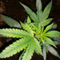 De beste anti-War on Drugs speech ooit