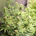 Opgraving Siberië bewijst: cannabis pijnstiller in Bronstijd