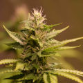 1.600 Italianen krijgen 5 gram home-grown mediwiet