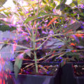 Doe jezelf een lol en hotbox je hoofd