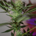 Doe jezelf een lol en hotbox je hoofd