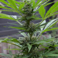 De beste anti-War on Drugs speech ooit