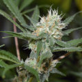 De onzin van het 'luie stoner' stereotype