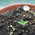 De onzin van het 'luie stoner' stereotype