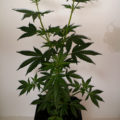 Doe jezelf een lol en hotbox je hoofd