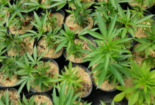 Mulch voor wietplanten