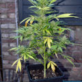 Grootste cannabis & kankeronderzoek ooit