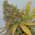 De beste anti-War on Drugs speech ooit