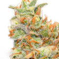 Video: Wat cannabis met creativiteit doet