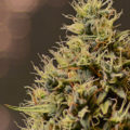 Opgraving Siberië bewijst: cannabis pijnstiller in Bronstijd