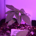 VOC: Toekomst Cannabis Social Clubs