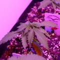 VOC: Toekomst Cannabis Social Clubs