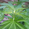 1.600 Italianen krijgen 5 gram home-grown mediwiet
