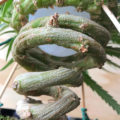 Alain Bollen - Het gedrocht van de Belgische wet inzake cannabis