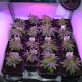 Steentijd Stoners - Hoe onze voorouders high werden (part I)