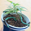De beste anti-War on Drugs speech ooit