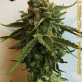 De beste anti-War on Drugs speech ooit