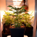 Zo stoned als Cheech & Chong
