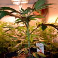 Doe jezelf een lol en hotbox je hoofd