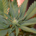 De onzin van het 'luie stoner' stereotype