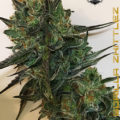 VOC: Toekomst Cannabis Social Clubs