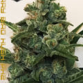 6 x waarom cannabis helpt bij migraine!