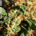 Vette trailer! Snoop & Wiz <i>on the high road</i>