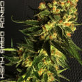 De beste anti-War on Drugs speech ooit