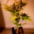 De beste anti-War on Drugs speech ooit