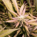 1.600 Italianen krijgen 5 gram home-grown mediwiet