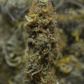 Steentijd Stoners - Hoe onze voorouders high werden (part I)