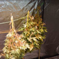 De beste anti-War on Drugs speech ooit