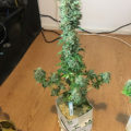 Grootste cannabis & kankeronderzoek ooit