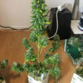 Vette trailer! Snoop & Wiz <i>on the high road</i>
