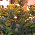VOC: Toekomst Cannabis Social Clubs