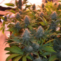 VOC: Toekomst Cannabis Social Clubs
